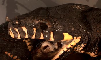 Media type: image;   Herpetology R-118928